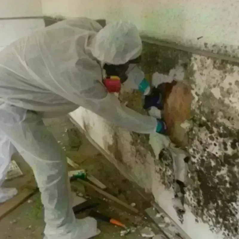 Mold Remediation and Removal in Concord, VA